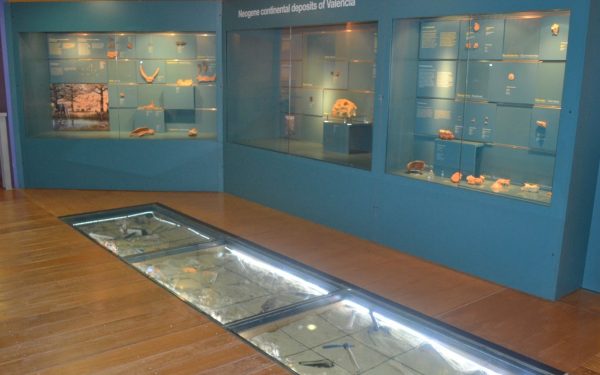 El Paleontològic-Museu de Col·leccions Naturals reabre con una apuesta interactiva a la ciudadania