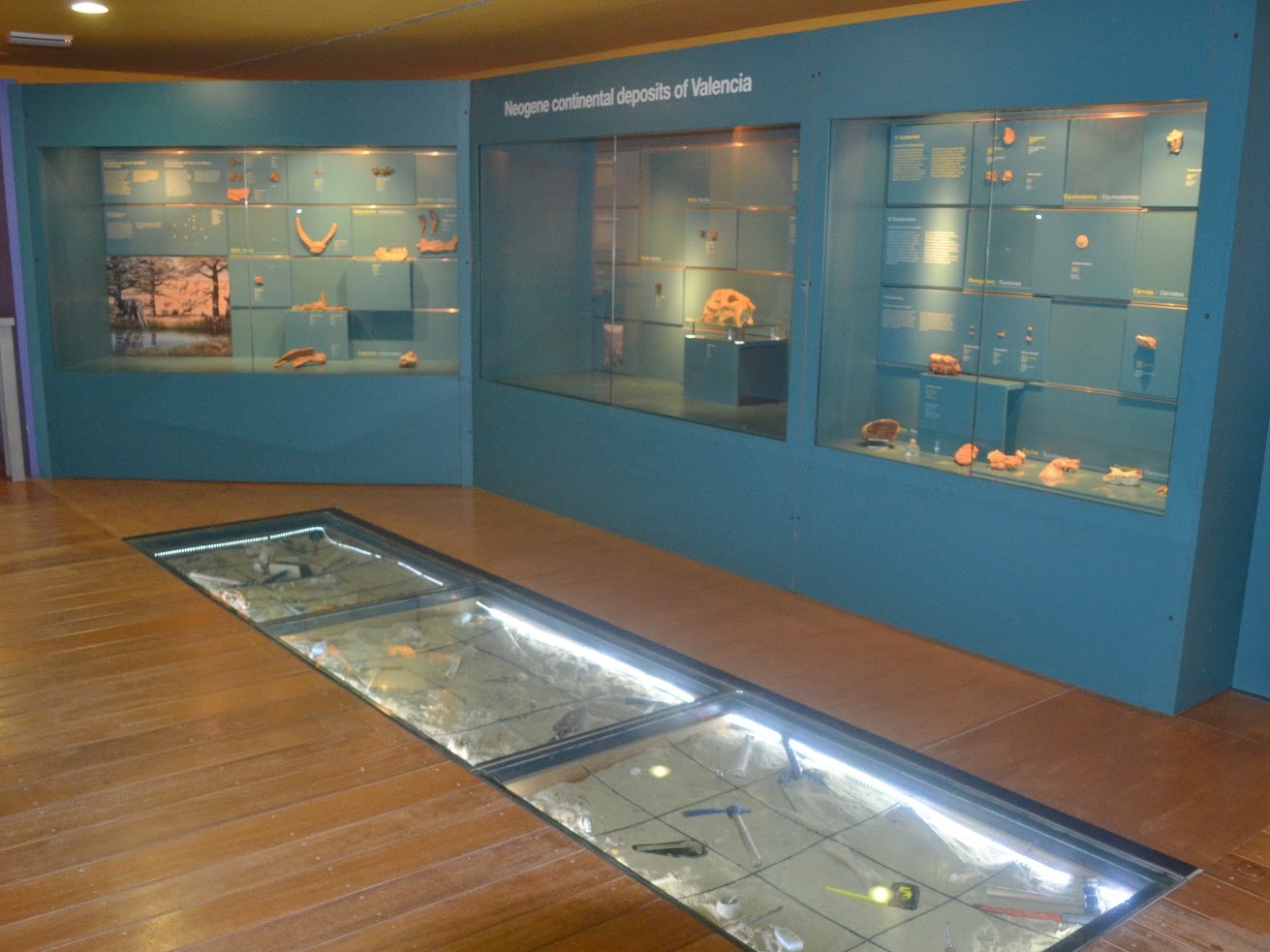 El Paleontològic-Museu de Col·leccions Naturals reabre con una apuesta interactiva a la ciudadania